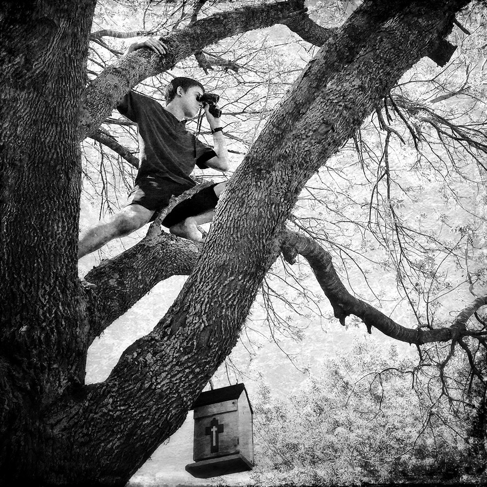 Abram w/binoculars in a tree/Rosenberg