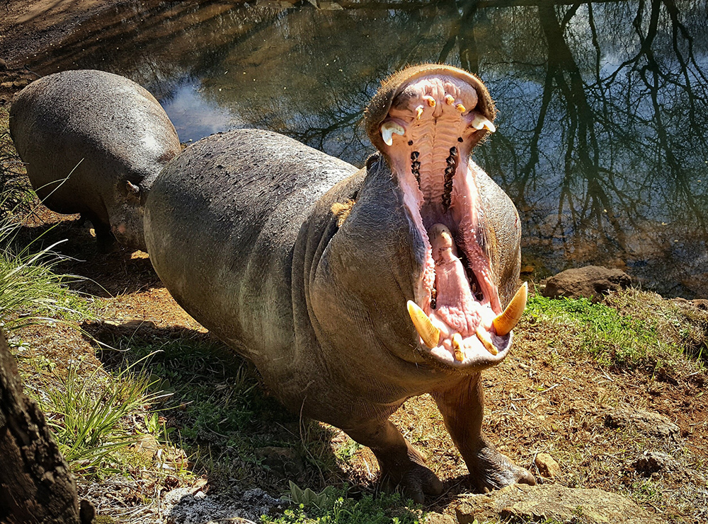 Hippopotamus pygmy