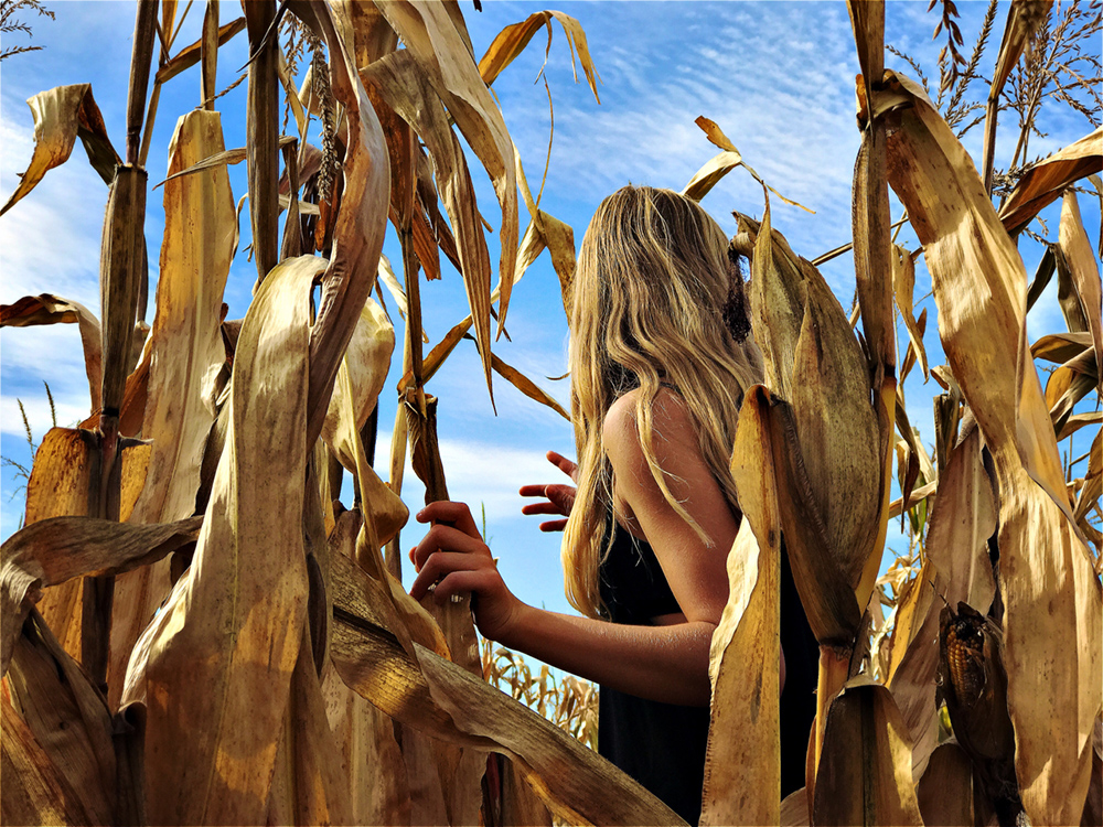 in the cornfield